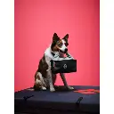 20251202_Holiday+Dogs_025.webp